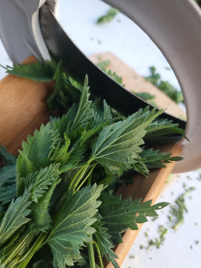 Atelier botanic - Utilizarea corectă a plantelor medicinale