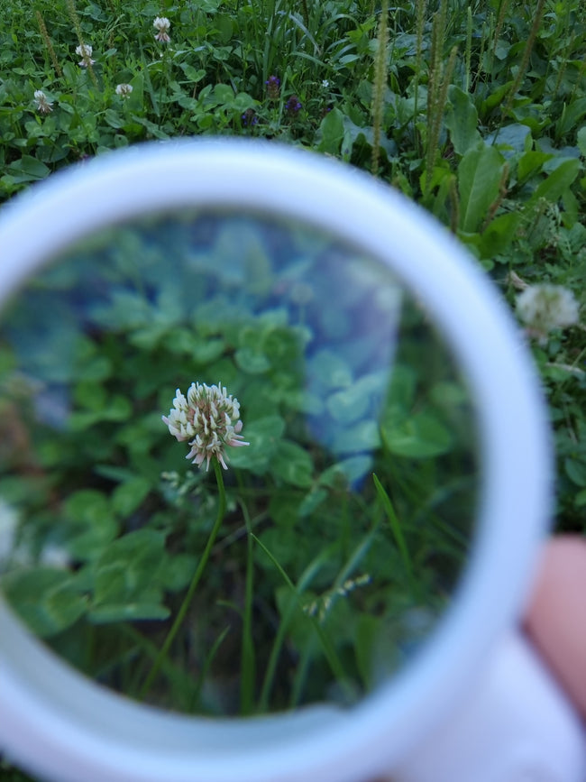 Atelier botanic - Utilizarea corectă a plantelor medicinale