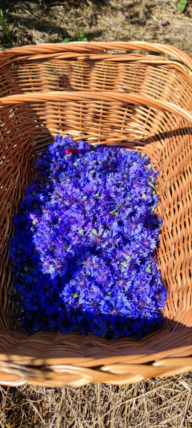Atelier botanic - Utilizarea corectă a plantelor medicinale