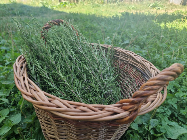 Atelier botanic - Utilizarea corectă a plantelor medicinale
